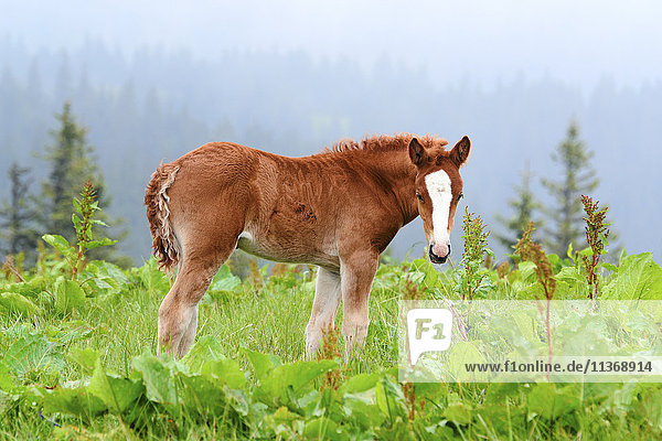 Ukraine  Gebiet Iwano-Frankiwsk  Bezirk Werchowyna  Karpaten  Tschernohora  Junges Pferd auf der Weide
