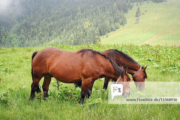 Ukraine  Ivano-Frankivsk region  Verkhovyna district  Carpathians  Chernohora  Horses in mountain pasture