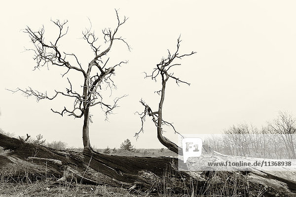 Ukraine  Gebiet Dnepropetrowsk  Bezirk Nowomoskowsk  Bärenäste eines toten Baumes