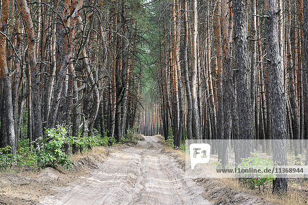 Ukraine  Gebiet Dnepropetrowsk  Bezirk Nowomoskowsk  Schotterstraße im Wald
