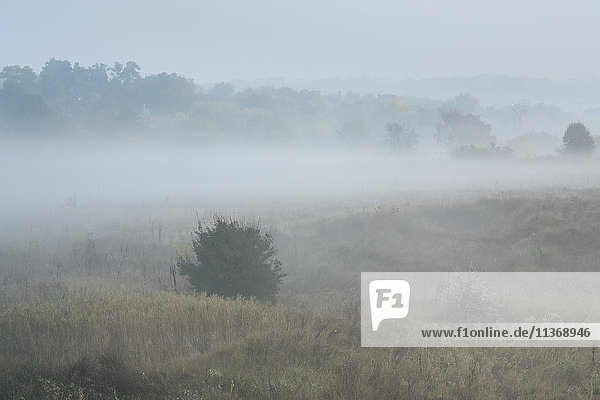 Ukraine  Gebiet Dnepropetrowsk  Bezirk Nowomoskowsk  Nebelschwaden auf einer Wiese