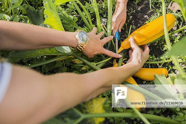 Woman with her son hand harvesting courgette in community garden