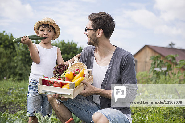 Mid adult man with his son harvesting vegetables in community garden