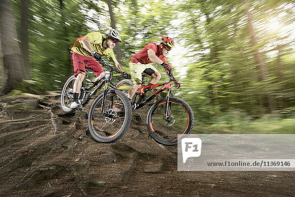 Two mountainbikers riding over roots in a forest