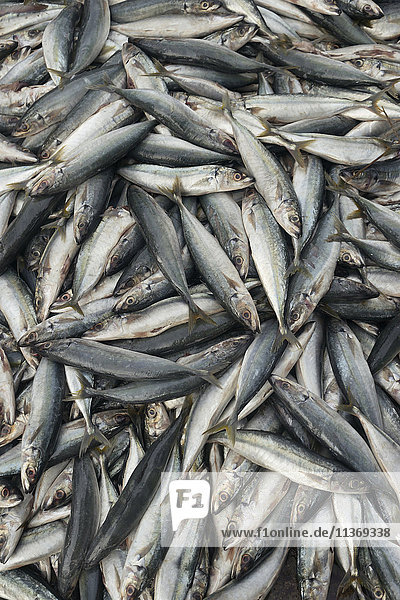 Makrelenfisch zum Verkauf auf dem Fischmarkt  Westprovinz  Sri Lanka