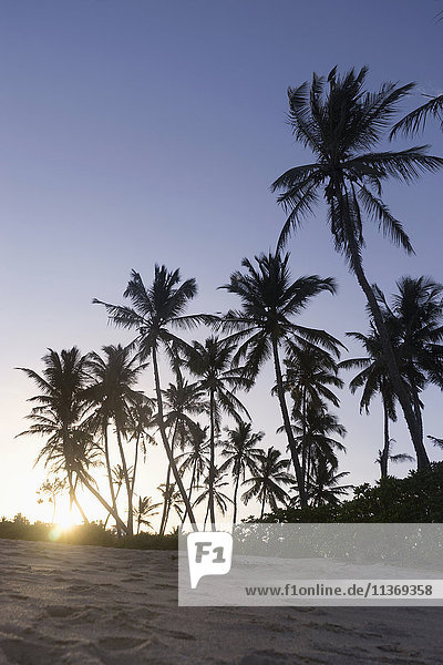 Palmen bei Sonnenuntergang  Tangalle  Südprovinz  Sri Lanka