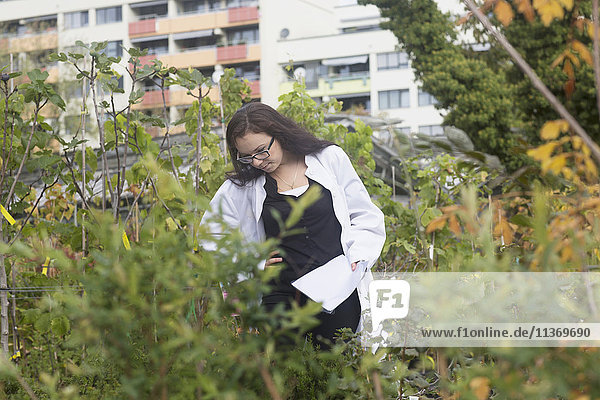 Female scientist inspecting plants at greenhouse