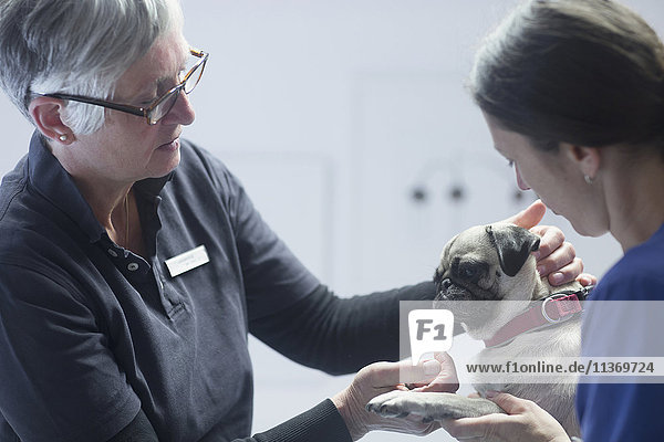 Veterinarians doing a check-up on a dog  Breisach  Baden-Württemberg  Germany