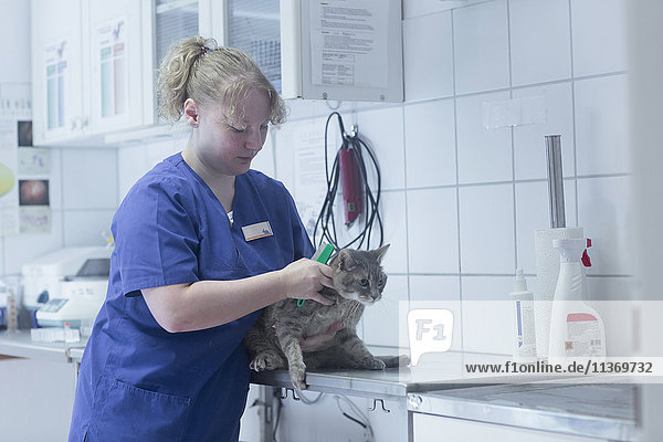 Tierärztin bei der Untersuchung einer Katze im OP  Breisach  Baden-Württemberg  Deutschland