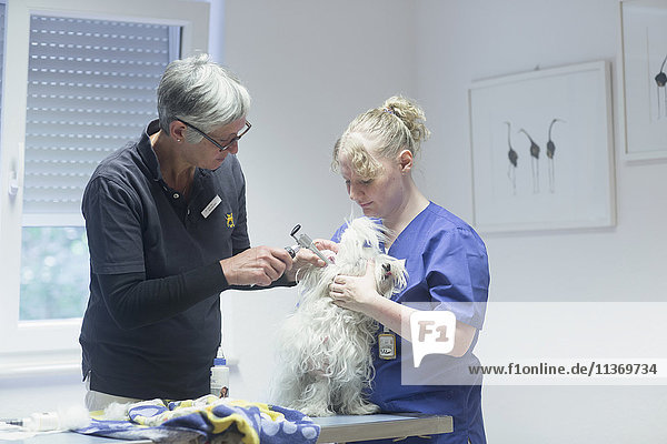 Veterinarians doing a check-up on a dog  Breisach  Baden-Württemberg  Germany