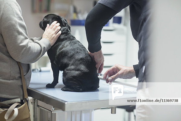 Tierarzt injiziert einem Hund  Breisach  Baden-Württemberg  Deutschland