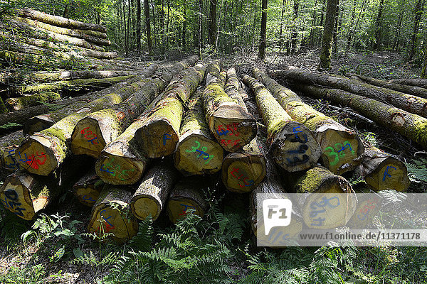 Frankreich  Westfrankreich  Vendee  Holzstapelung im Wald von Vouvrant  Wald im Hintergrund