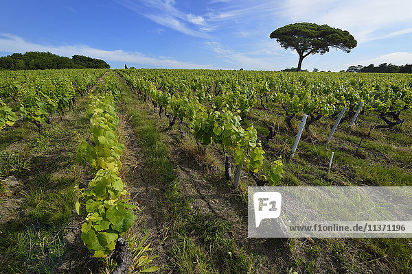 Frankreich  Reihen von Reben im Weinberg in der Region Nantes. Kiefer im Hintergrund