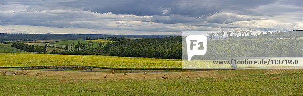 Frankreich  Dordogne  Panoramablick auf ein Sonnenblumenfeld. Rundbirne im Vordergrund  Wald im Hintergrund
