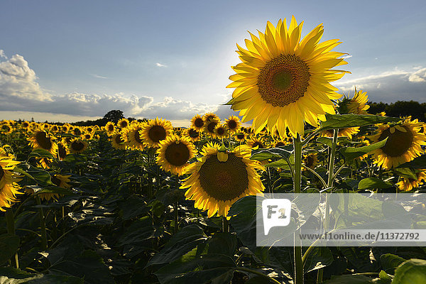 Frankreich  Dordogne  Nahaufnahme von Sonnenblumen in der Sonne gegen blauen Himmel