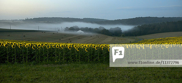 Frankreich  Dordogne  nebliger Morgen auf einem Sonnenblumenfeld in Bourdeilles