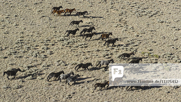 Wild lebende Mustangs in der Landschaft