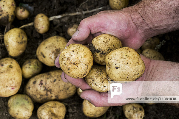 Gärtner hält Kartoffeln in den Händen