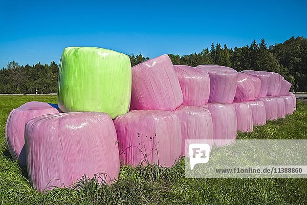 Silageballen in rosa und grüner Plastikfolie  Bayern  Deutschland  Europa