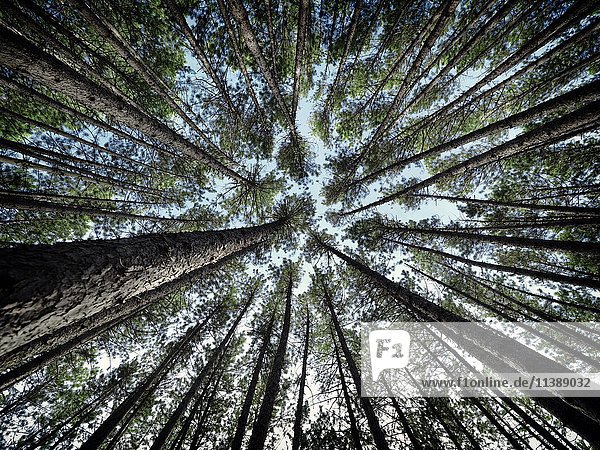 Hohe Kiefern Baumkronen mit blauem Himmel Ontario Kanada Nordamerika