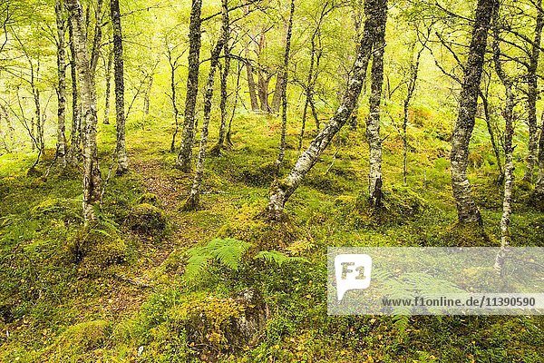 Laubwald  Schottische Highlands  Schottland  Vereinigtes Königreich  Europa
