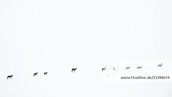 Red deer (Cervus elaphus) walking in the snow snowscape Scottish Highlands Scotland United Kingdom Europe