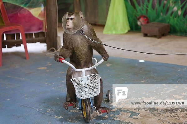 Nördlicher Schweineschwanzmakak (Macaca leonina) auf einem Dreirad in einer Touristenshow  in Gefangenschaft  Provinz Phuket  Thailand  Asien
