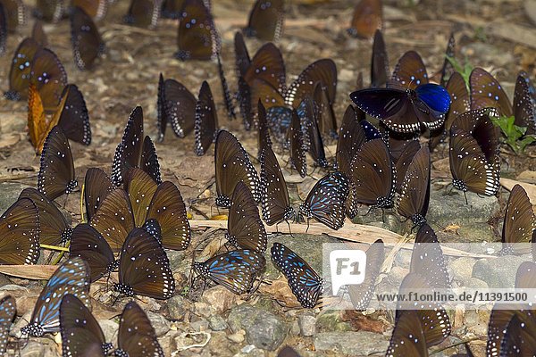 Viele blaue Glastiger (Ideopsis vulgaris Macrina) auf dem Boden  Futtersuche  Kaeng Krachan  Phetchaburi  Thailand  Asien