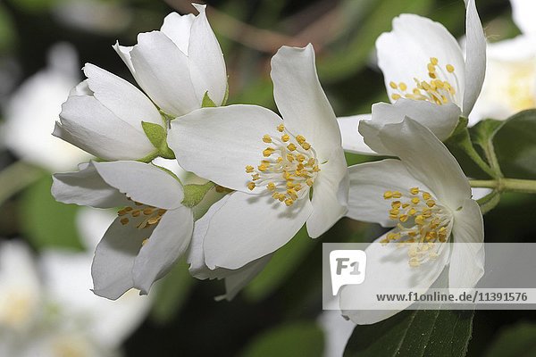Bauernjasmin  gewöhnlicher Pfeifenstrauch  Blüten (Philadelphus coronarius)  Bayern  Deutschland  Europa