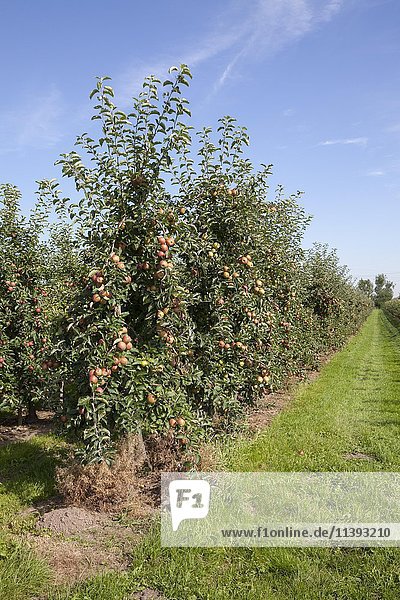 Apfelbäume  Spalierobst  Apfelplantage  Altes Land  Niedersachsen  Deutschland  Europa