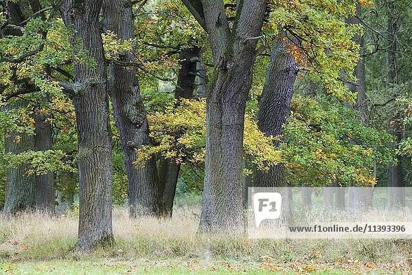 Eichenwald (Quercus robur) im Herbst  Emsland  Niedersachsen  Deutschland  Europa