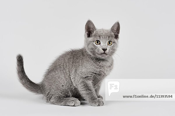 Reinrassige Katze  Russisch Blau  Kätzchen  Alter 8 Wochen  weißer Hintergrund