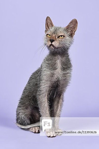 Hauskatze (Felis silvestris catus)  Lykoi  Werwolfkatze  Jungtier  6 Monate