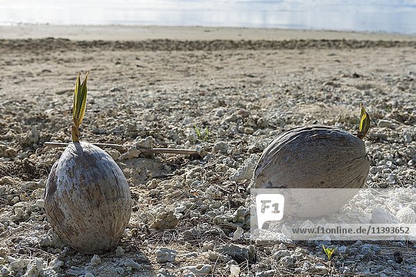 Kokosnüsse mit Samen am Strand  Aitutaki Atoll  Cook Inseln  Ozeanien