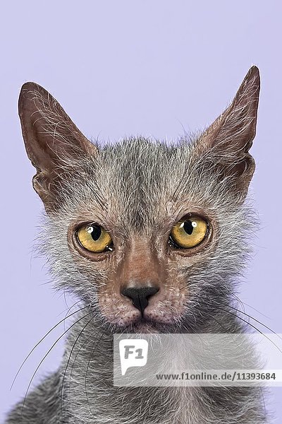 Werwolfkatze oder Lykoi-Katze (Felis silvestris catus)  Jungtier  6 Monate  Porträt