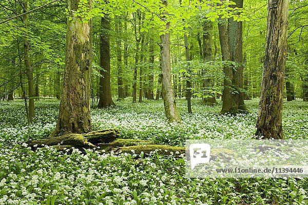 Rotbuchenwald (Fagus sylvatica) mit Totholz  blühender Bärlauch (Allium ursinum)  Nationalpark Hainich  Thüringen  Deutschland  Europa