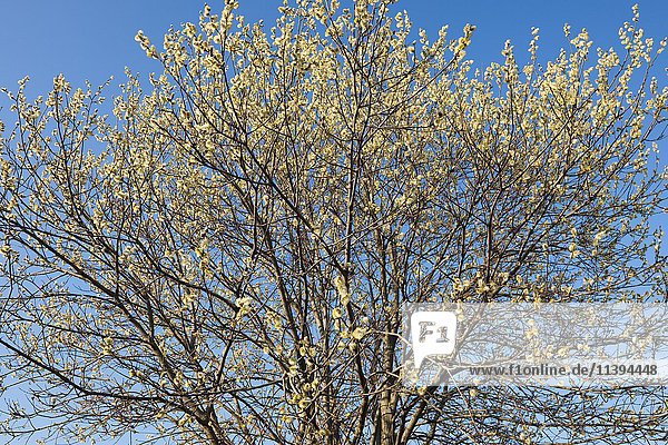 Ziegenweide  auch Trauerweide oder Große Salweide (Salix caprea)  blühend  Thüringen  Deutschland  Europa