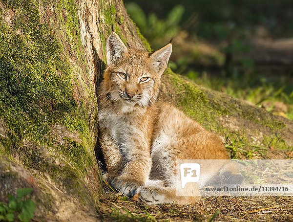 Junger Luchs (Lynx lynx) lehnt an Baumstamm  captive  Bayern  Deutschland  Europa