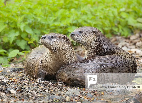 Two common otters (Lutra lutra)  captive  Germany  Europe