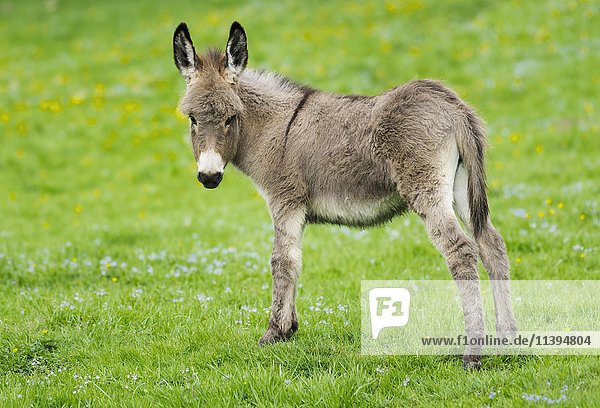 Hausesel (Equus asinus asinus)  Fohlen  Deutschland  Europa
