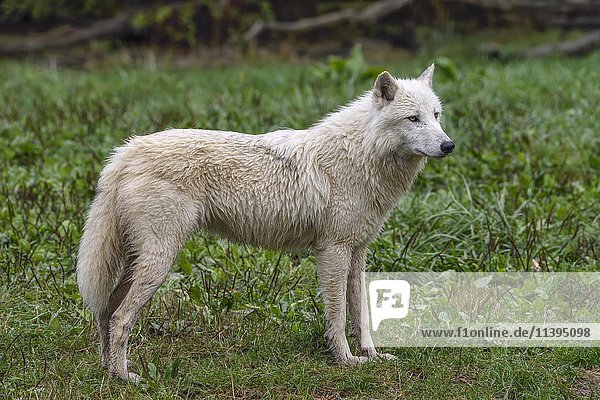 Arktischer Wolf (Canis lupus arctos)  in Gefangenschaft
