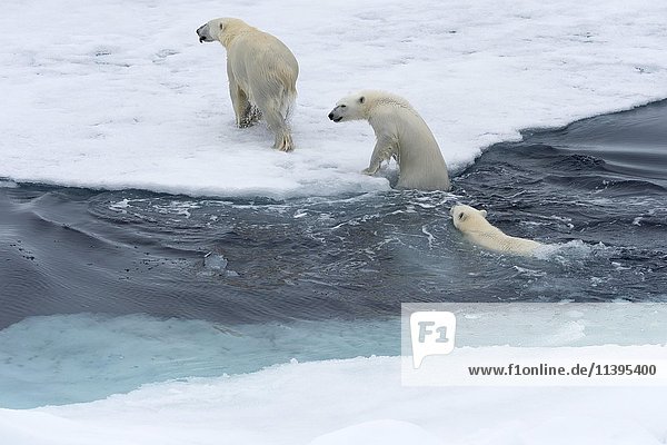 Eisbären (Ursus maritimus)  Mutter mit zwei Jungen schwimmen zwischen Eisschollen  Insel Spitzbergen  Svalbard-Archipel  Norwegen  Europa