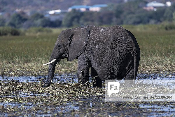 Afrikanischer Elefant (Loxodonta africana) frisst am Ufer des Chobe Fluss  Chobe Nationalpark  Botswana  Afrika