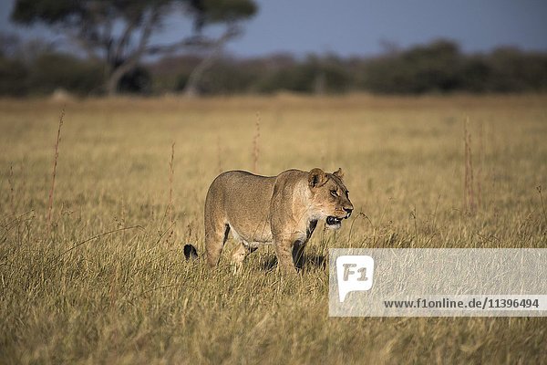 Löwe (Panthera leo)  Löwin läuft durch Grasland  Chobe Nationalpark  Botswana  Afrika