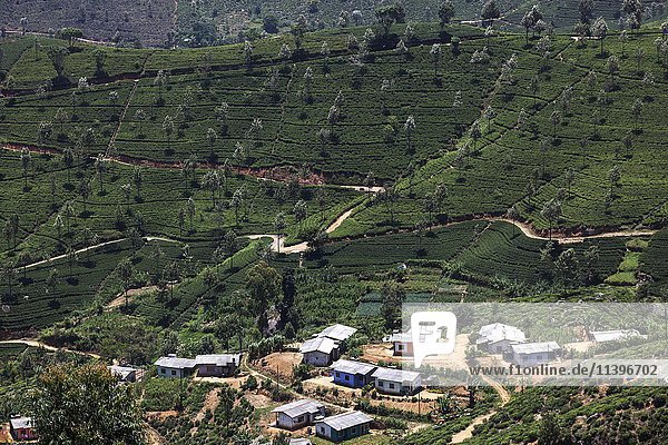 Tee (Camellia sinensis) Teesträucher Teeplantage bei Haputale Teeanbaugebiet im Hochland Zentralprovinz Sri Lanka Asien