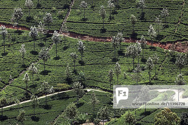 Tee (Camellia sinensis) Teesträucher Teeplantage bei Haputale Teeanbaugebiet im Hochland Zentralprovinz Sri Lanka Asien