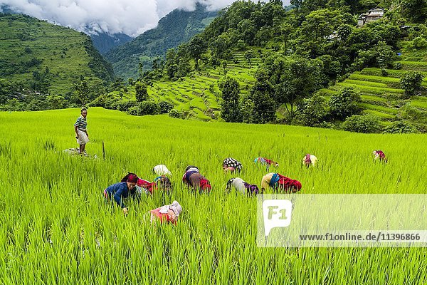 Landwirtschaftliche Landschaft  Frauen bei der Arbeit in grünen Terrassen-Reisfeldern  im oberen Marsyangdi-Tal  Bahundanda  Lamjung Distrikt  Nepal  Asien