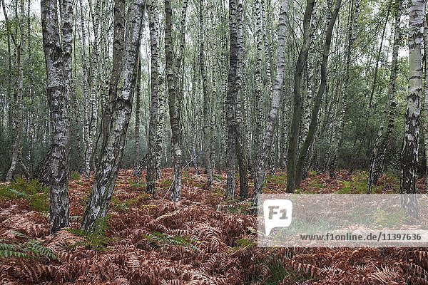 Moor-Birken (Betula pubescens)  Birkenbruchwald  herbstlich verfärbter Farn  Naturschutzgebiet bei Steinhude  Niedersachsen  Deutschland  Europa