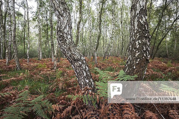 Moorbirken (Betula pubescens)  Birkenbruchwald  herbstlich verfärbte Farne  Naturschutzgebiet Steinhude  Niedersachsen  Deutschland  Europa