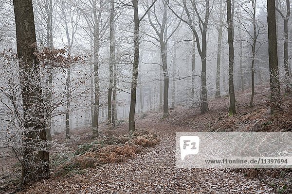 Winterwald  Waldweg durch Laubwald mit Nebel und Rauhreif  Dossenheim  Baden-Württemberg  Deutschland  Europa